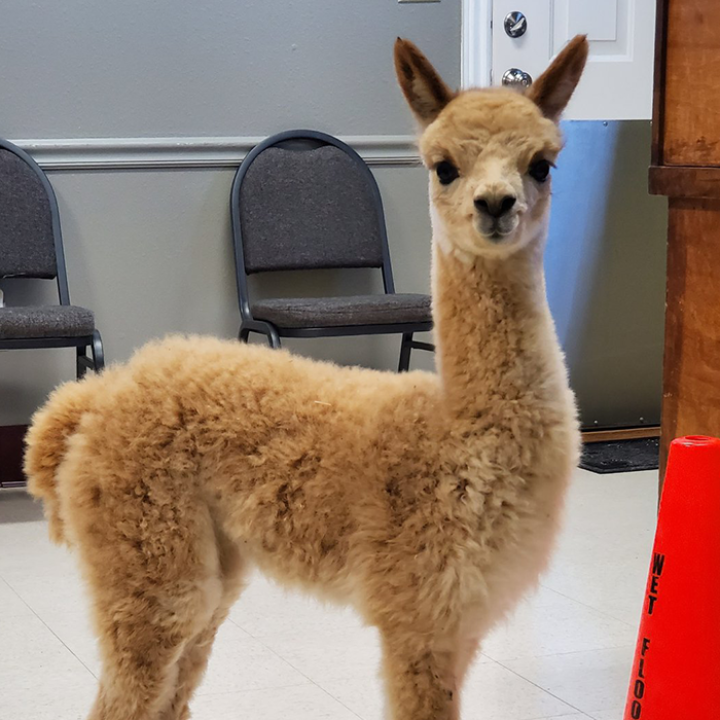 baby alpaca awaiting veterinary services in Kiowa and Elbert CO